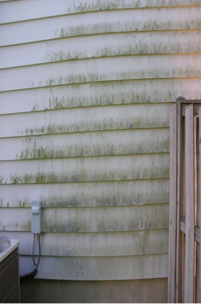 Vinyl siding streaked with green mold and algae before cleaning